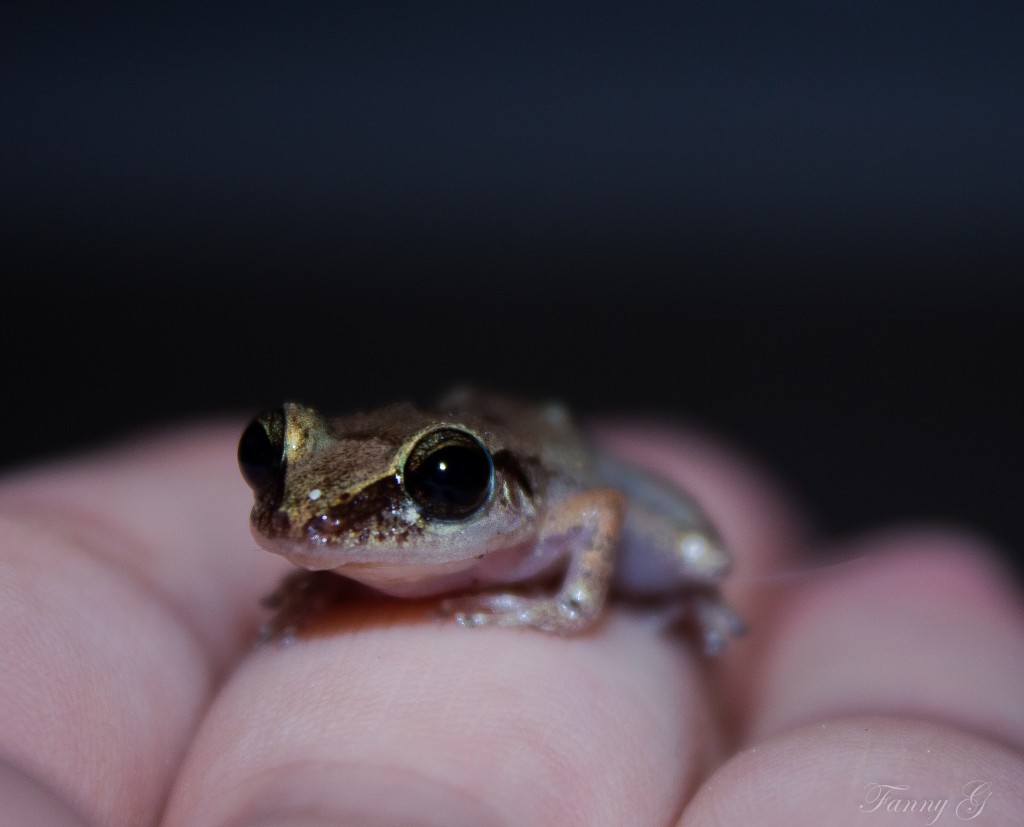 Une petite grenouille (c) Fanny G.