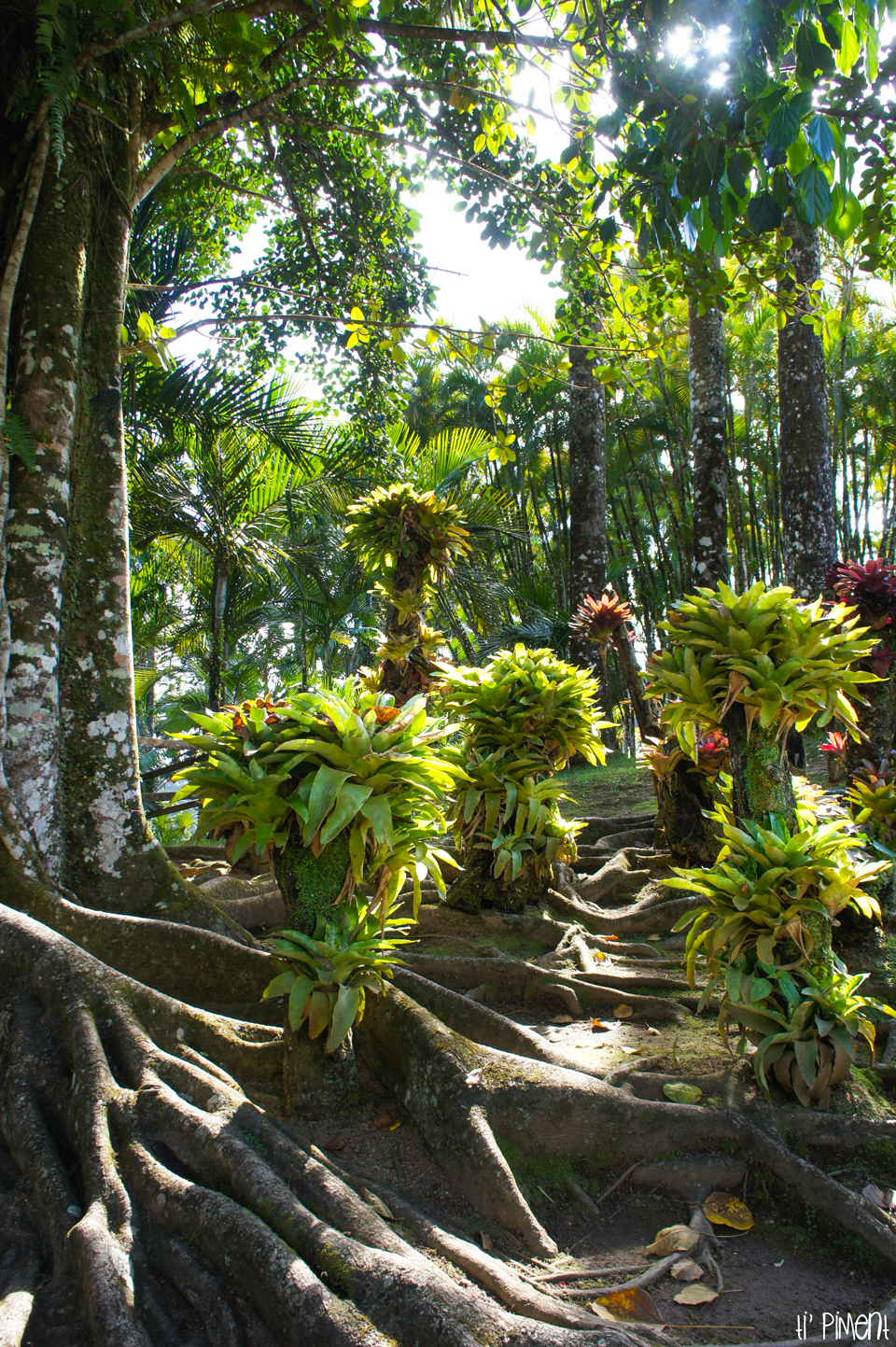 Le Jardin botanique de Balata en Martinique Ti' Piment