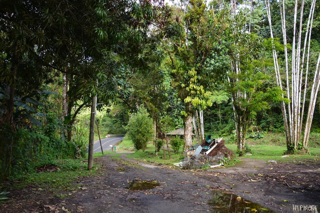 Martinique La Route de la Trace et ses incontournables Ti' Piment