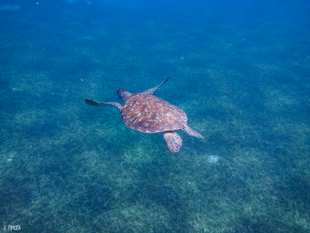 Nager avec des tortues en Martinique, c'est magique ! Ti' Piment