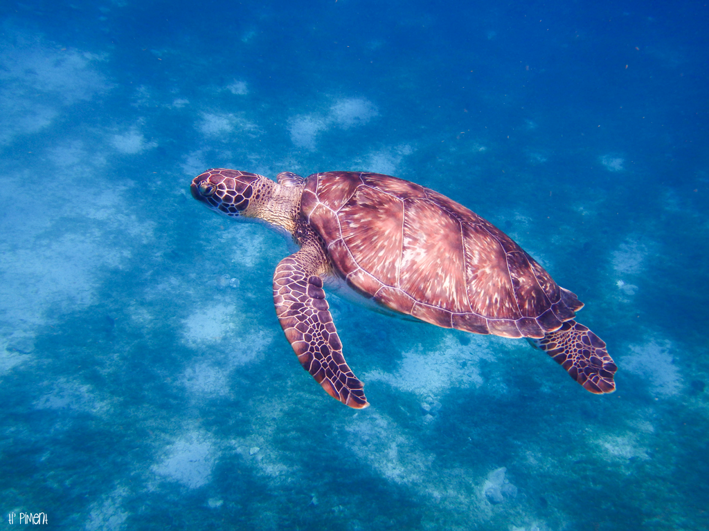 Nager avec des tortues en Martinique, c'est magique ! Ti' Piment