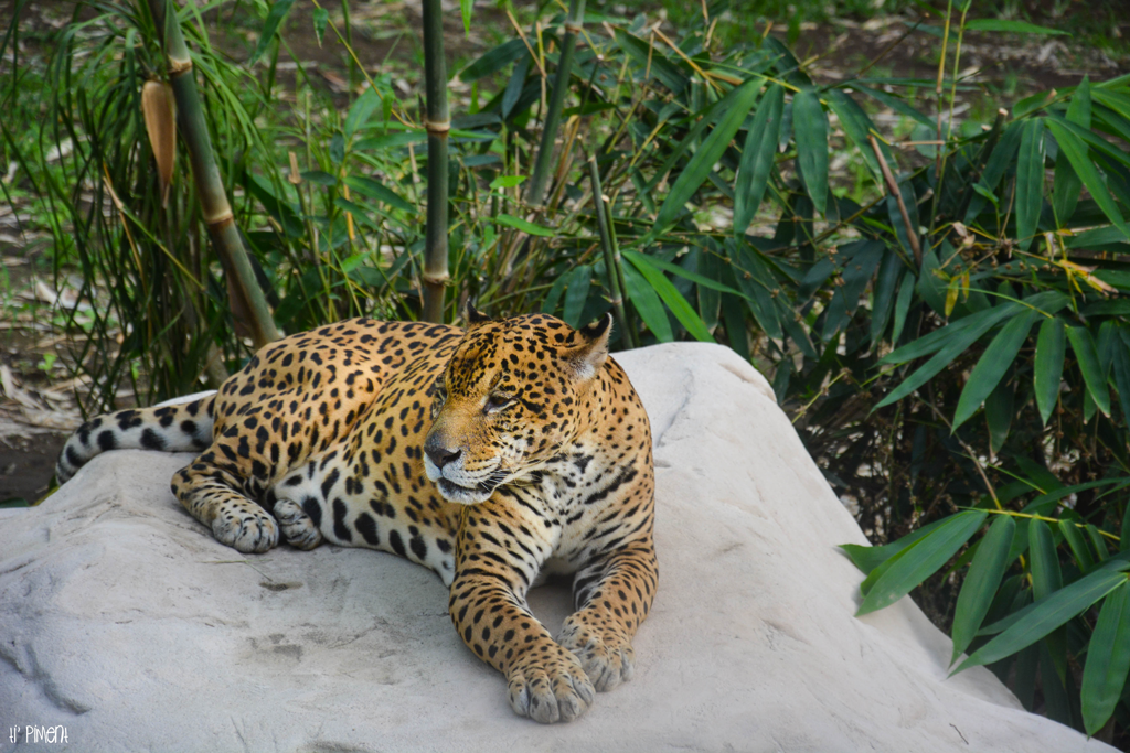 Et pendant ce temps là Au Zoo de Martinique Ti' Piment