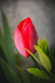Auvers-sur-Oise en famille fleur
