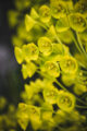Auvers-sur-Oise fleur
