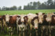 vaches du jura