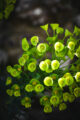 Flore à Saint-Valéry-sur-Somme