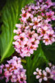 Fleurs à Saint-Valéry-sur-Somme