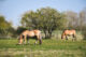 les chevaux dans la baie de somme