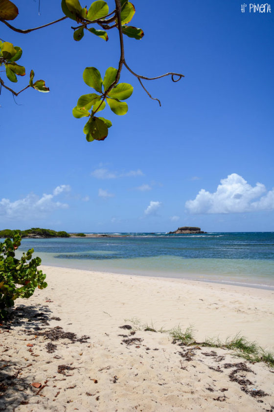 La plage sauvage de l'anse à Prunes en Martinique Ti' Piment