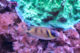 aquarium-montpellier-8