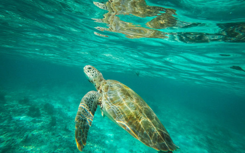 Visiter Petite Terre en Guadeloupe snorkeling et plages paradisiaques Ti' Piment Visiter Petite Terre en Guadeloupe snorkeling et plages paradisiaques Ti' Piment