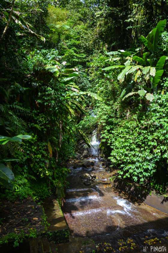 Martinique La Route de la Trace et ses incontournables Ti' Piment