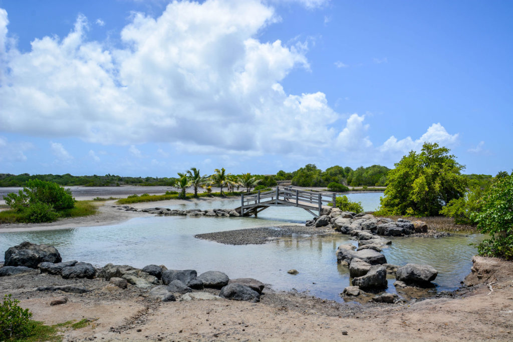 randonnées martinique savane des pétrifications