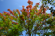 Zoo de Martinique : Superbe flamboyant rouge